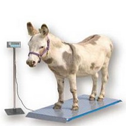 veterinary scales for weighing dogs, cats, alpaca and more